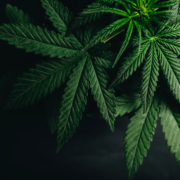 Cannabis or Hemp Insurance — What's the difference?