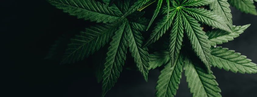 Cannabis or Hemp Insurance — What's the difference?